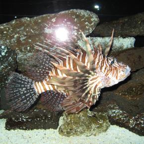 <strong>Pineapple Dirge</strong>