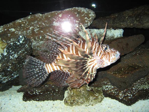 Fishing with Pineapples